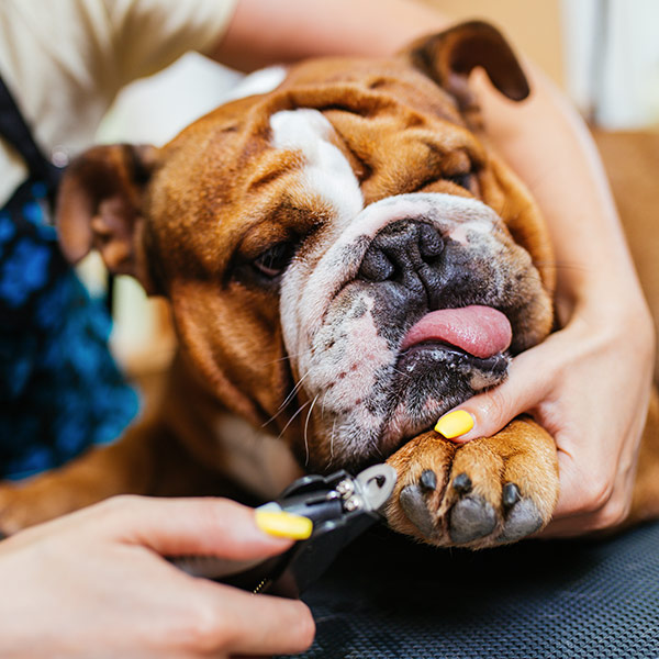 Dog nail trimming
