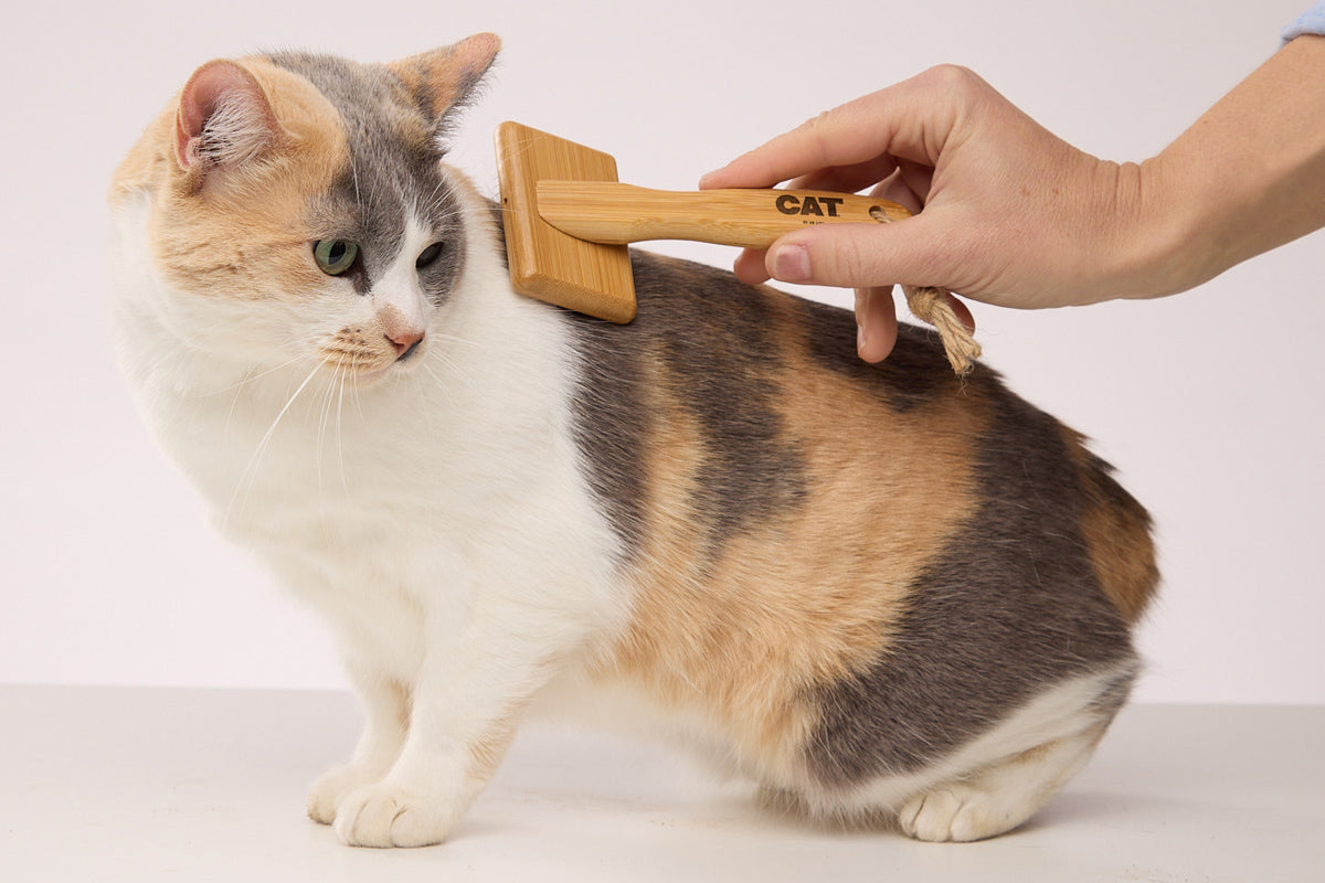 Calico cat grooming