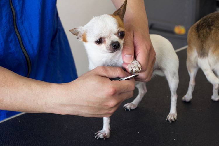 Chihuahua nail trimming