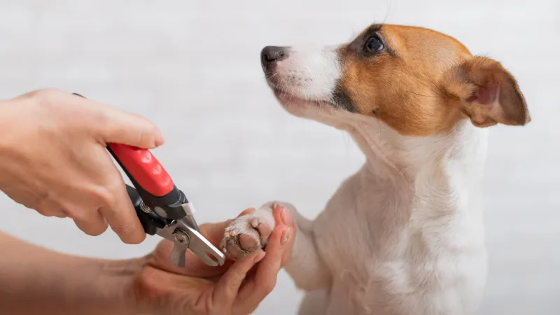 Dog nail trimming