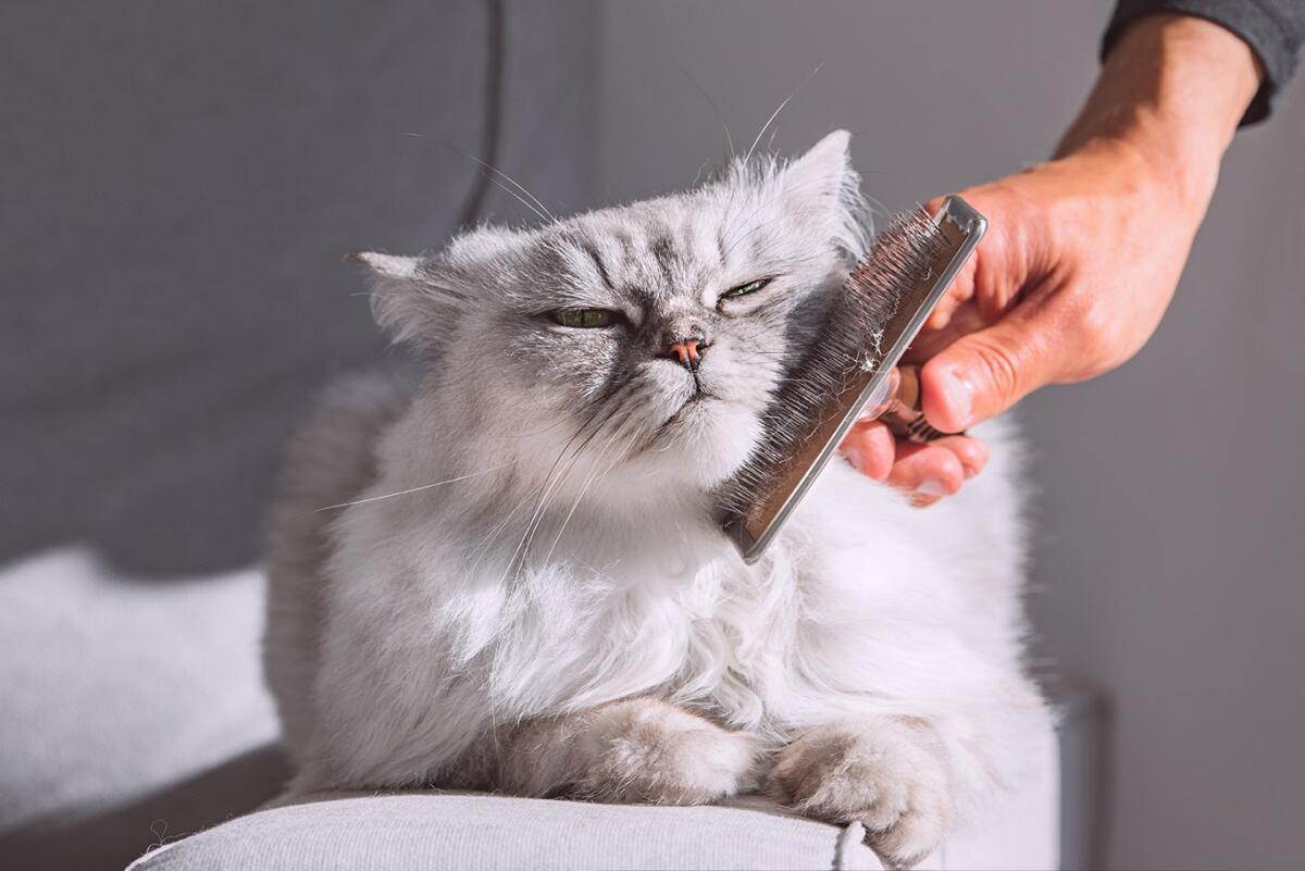 Fluffy cat grooming