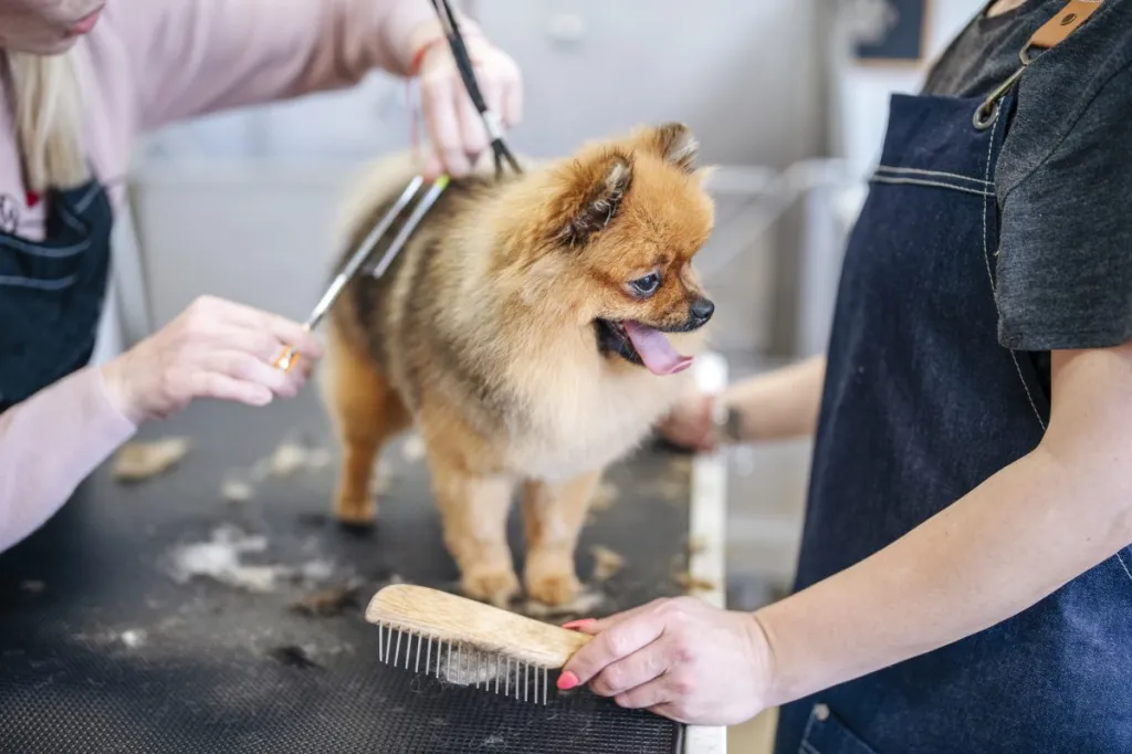 Pomeranian grooming