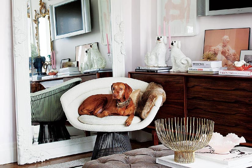 Vizsla in elegant home