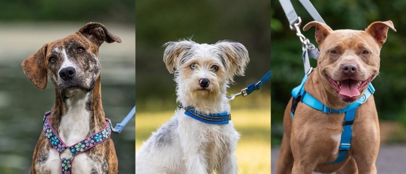 Adoptable dogs collage