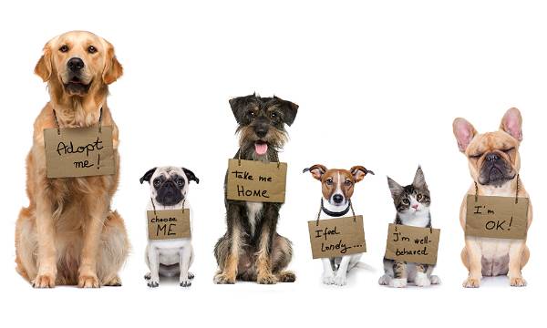 Pets ready for adoption campaign