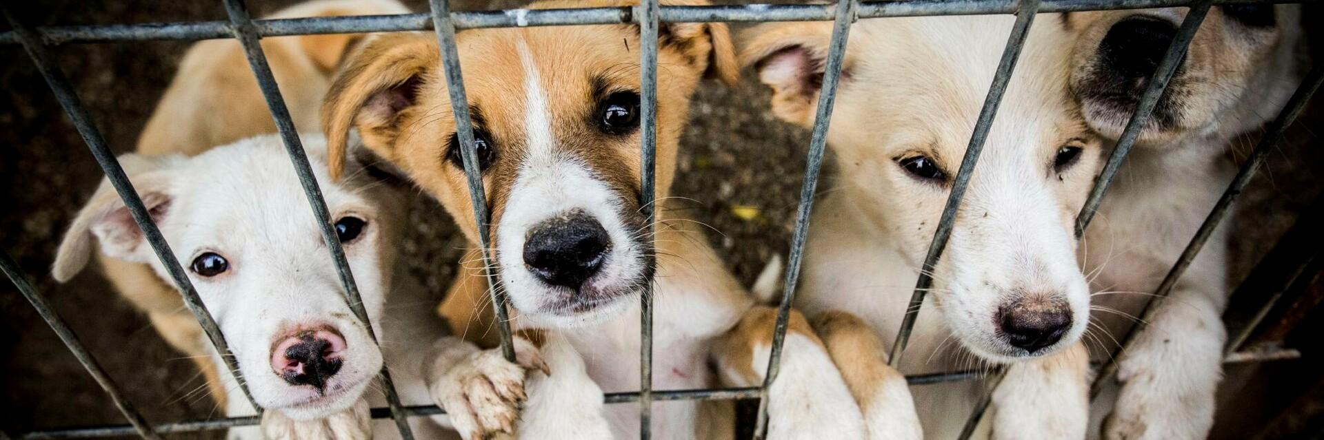 Puppies at animal shelter