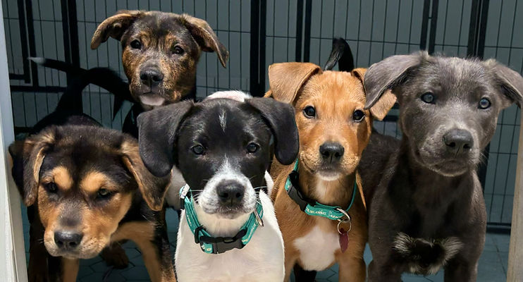 Puppies ready for adoption