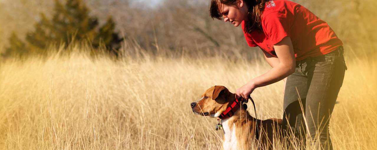 Dog training outdoors