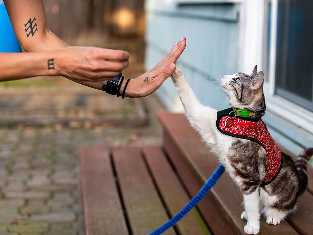 Cat doing high-five trick