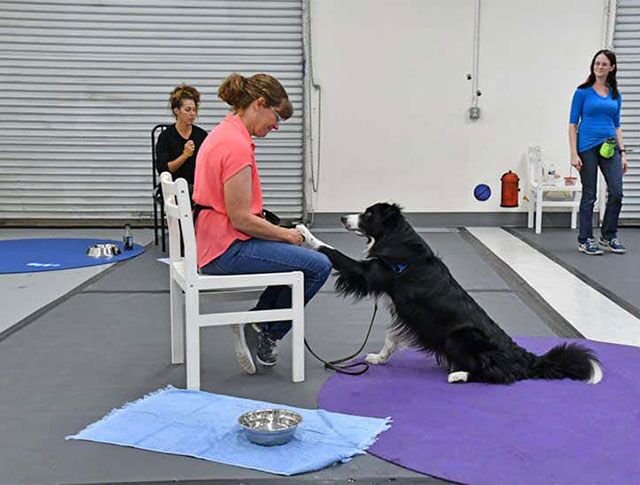 Dog in training session