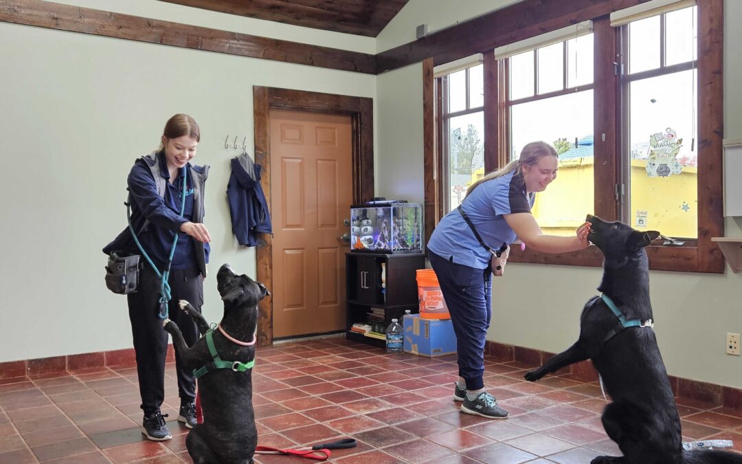 Professional dog training