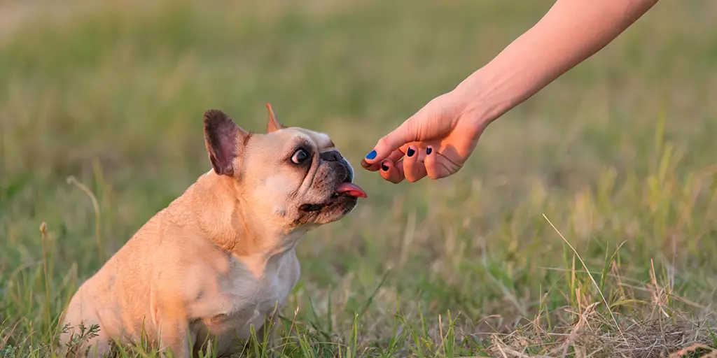 Puppy training with treats