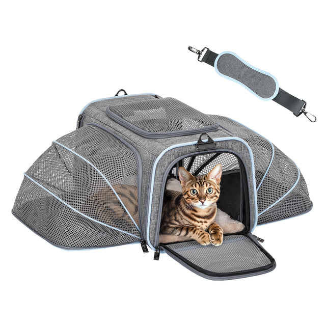 Bengal cat in expandable carrier