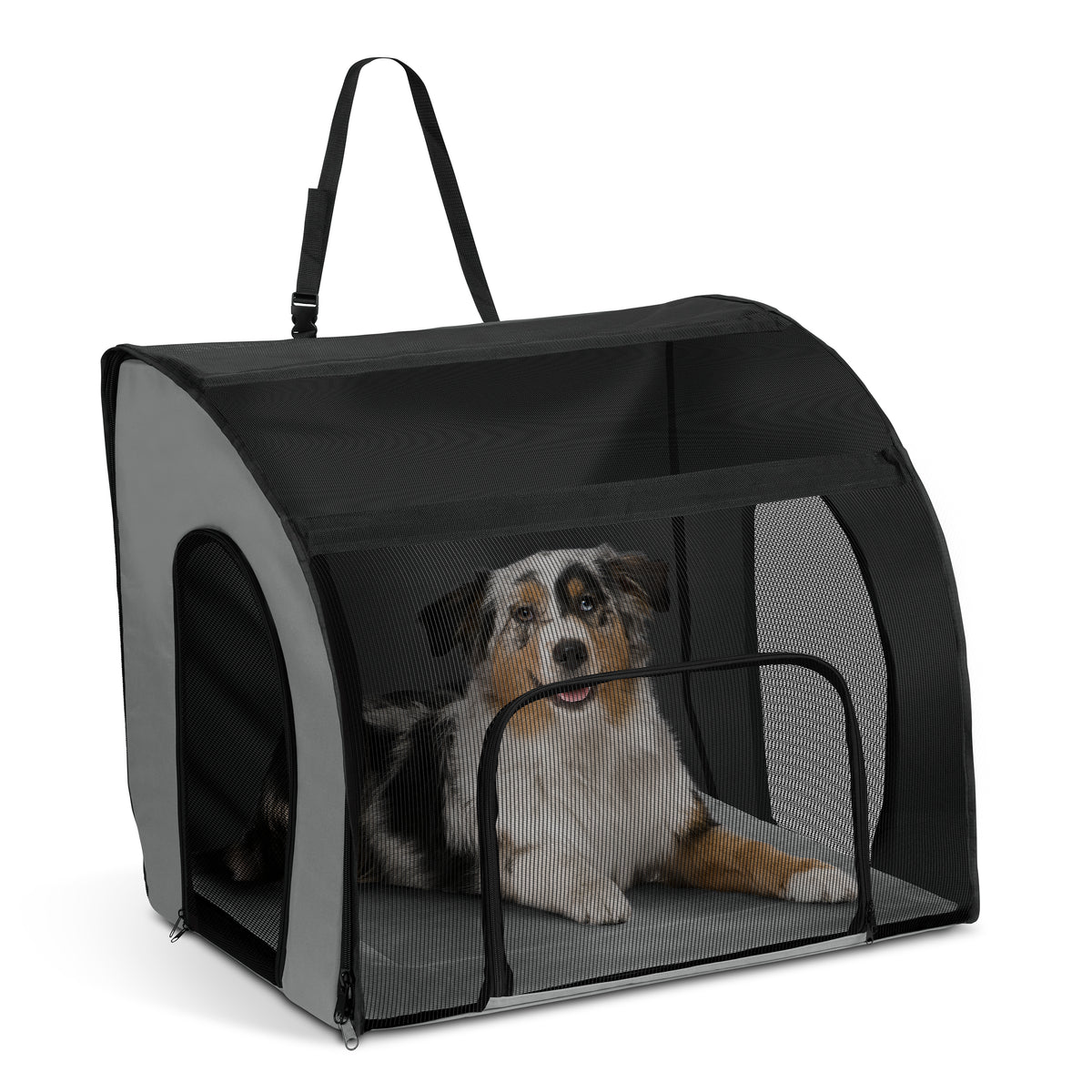 Australian Shepherd in travel crate