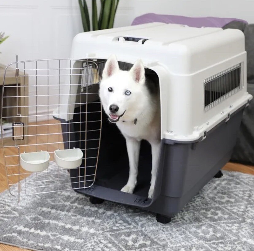 Husky in travel crate