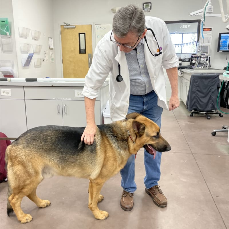 Vet examining German Shepherd