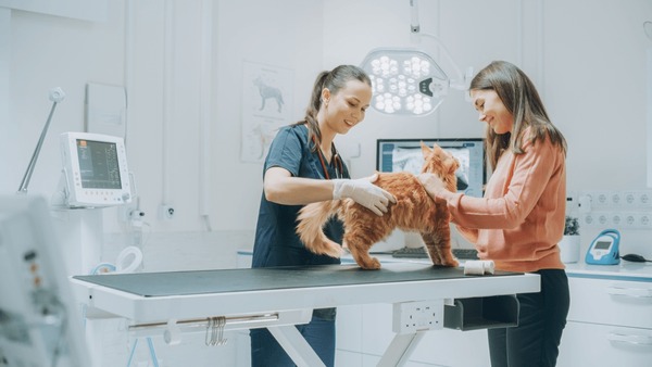 Vet examining cat in clinic