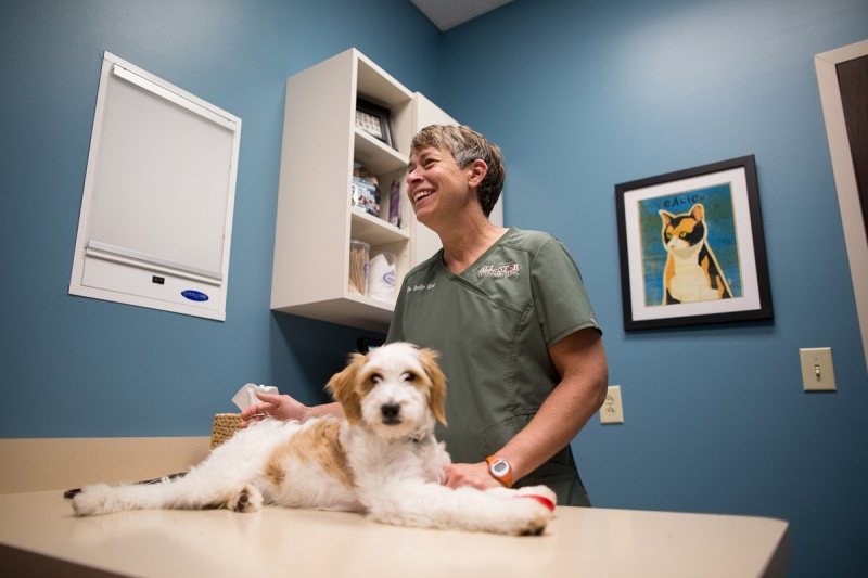 Vet examining dog